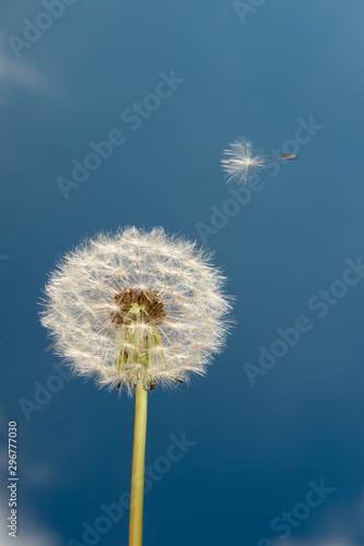 Fototapeta Naklejka Na Ścianę i Meble -  dandelion on background of blue sky