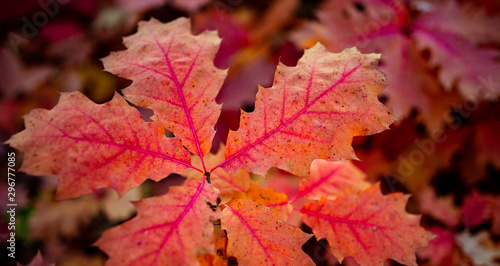 red oak leaves in autumn, background photo wallpaper