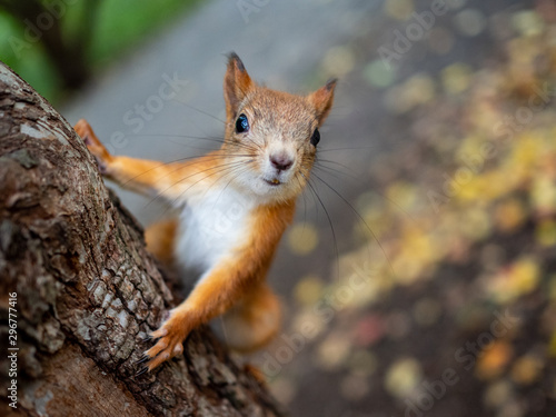 Red squirrel on a tree posing