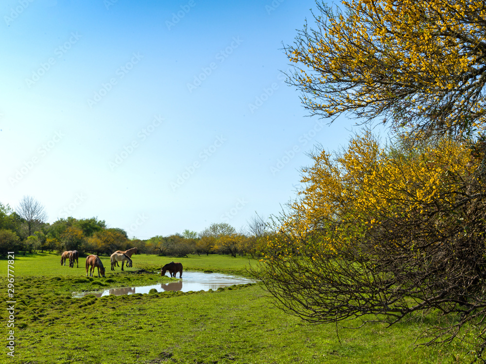Fototapeta premium Acacias natural field their horses rest and drink water from the stream. Autumn in South America
