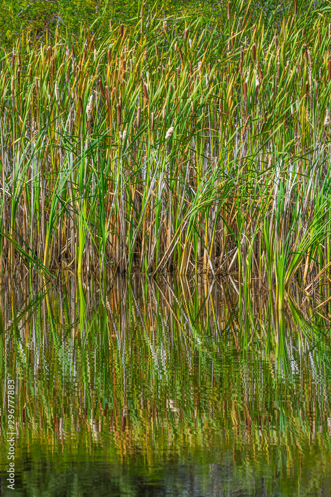 Obraz premium Juniper Flat, small pond.