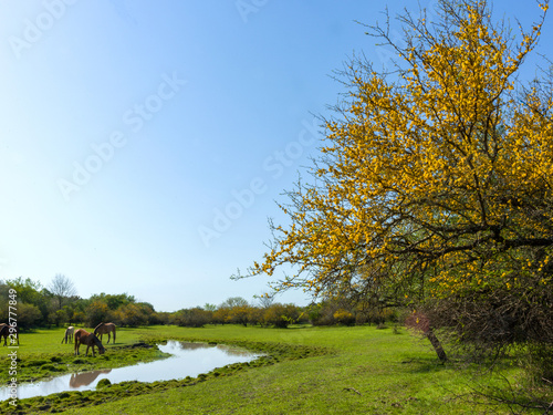Acacias natural field their horses rest and drink water from the stream. Autumn in South America