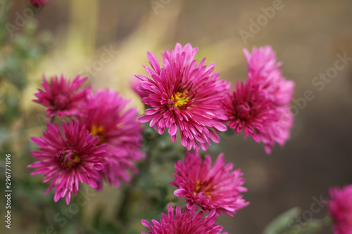 Purple garden chrysanthemums on a blurry autumn background.