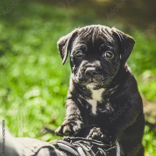 Cutest Black Puppy Look