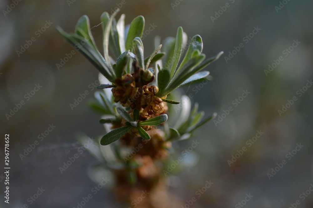 budding on the sea buckthorn tree in the spring. young leaves bloom on the tree in spring budding on the sea buckthorn tree in the spring. young leaves bloom on the tree in spring