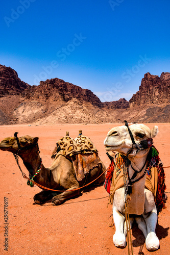Chameaux dans le Wadi Rum © Pierre vincent