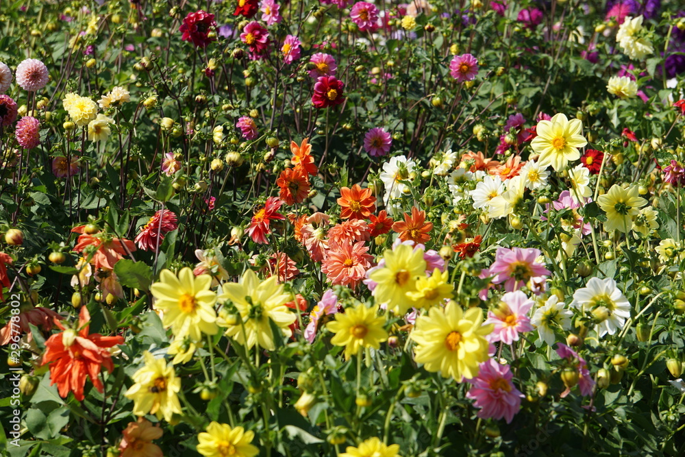 Dahlias