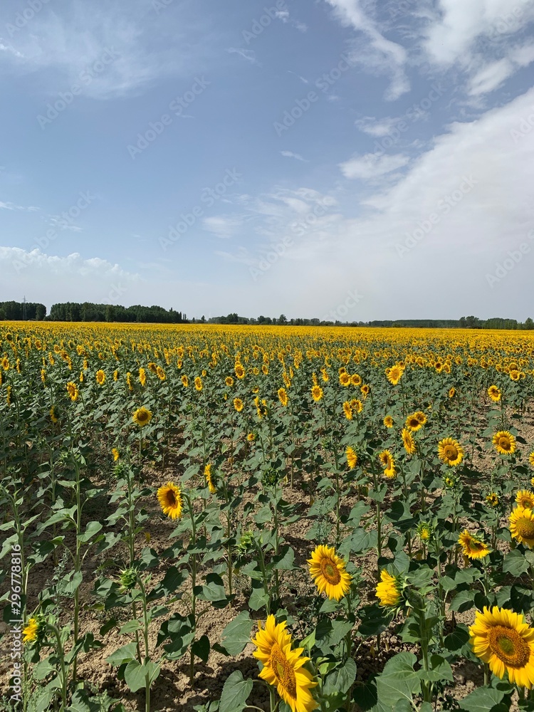 Obraz premium Sonnenblumen, feld, himmel, natur, sonnenblume, blume, gelb, wiese, landschaft, sommer, blume, frühling, green, ackerbau, blau, gras, löwenzahn, sonnenblume, bäuerlich, pflanze, bauernhof, froh, cloud