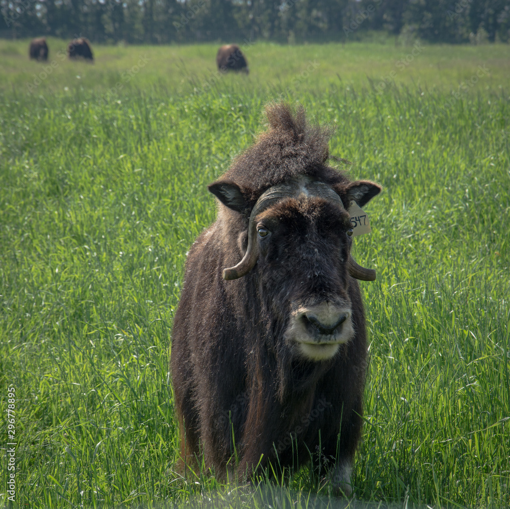 Fototapeta premium Musk ox