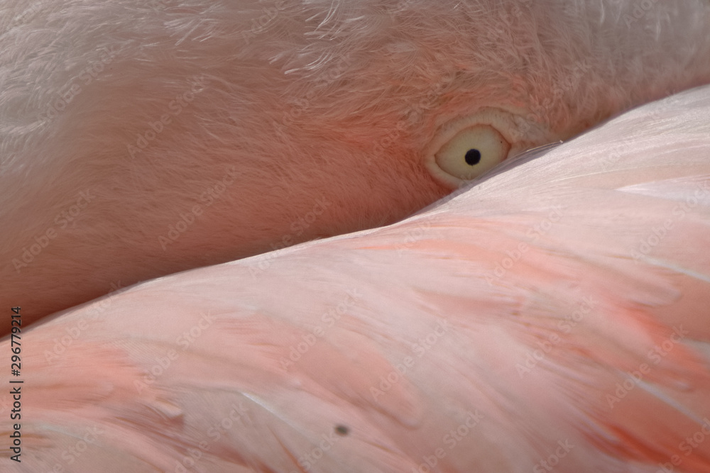 Fototapeta premium Flamingo