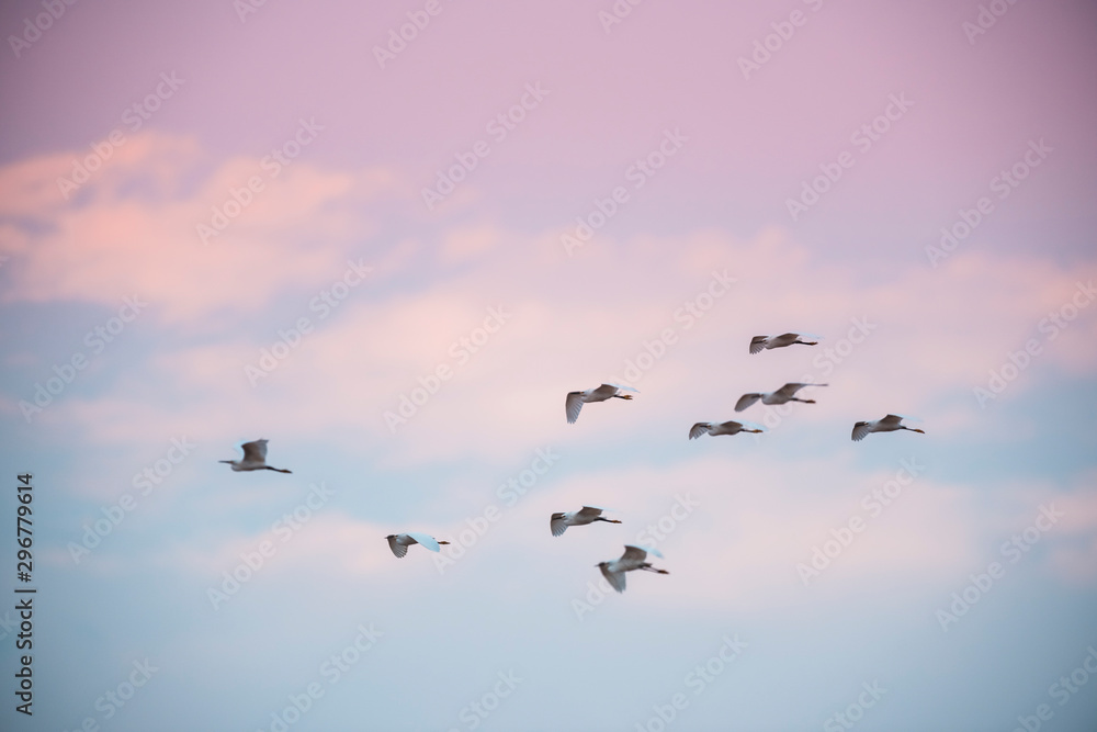 Flock of herons flying,Patagonia,Argentina