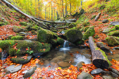 Picture of autumn Carpathian forest with spring water and waterfall, strewn with yellow and red leaves and sunlight through the foliage of trees.