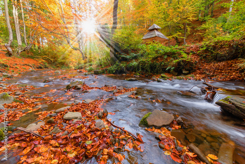 Picture of autumn Carpathian forest with spring water and waterfall, strewn with yellow and red leaves and sunlight through the foliage of trees.