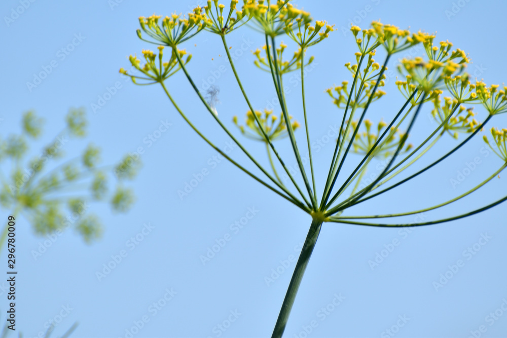 Obraz premium Pastinake