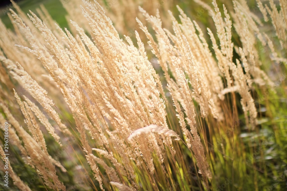 Obraz premium Close-up wheat