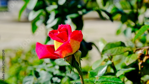  Rose bushes in a city park. Floral background for design.