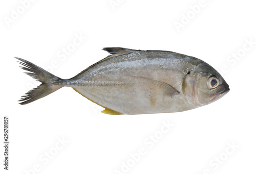 Longfin trevally or Giant kingfish (Caranx ignobilis) is marine animal on white background with clipping path.