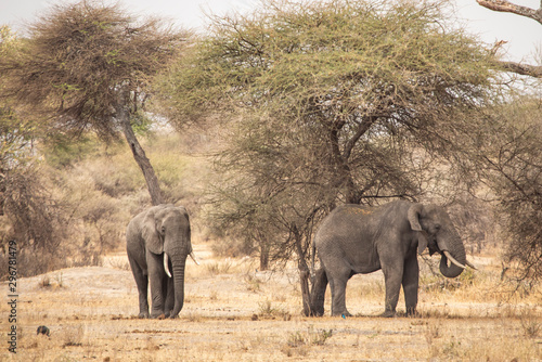 africal elephant in nature photo
