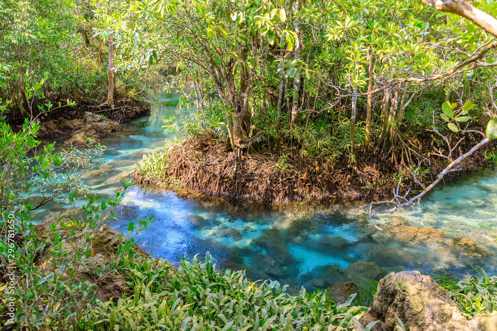 Mangrove and crystal clear water stream canal at Tha Pom Klong Song Nam mangrove wetland, Krabi, Thailand Mangrove and crystal clear water stream canal at Tha Pom Klong Song Nam mangrove wetland, Krabi, Thailand