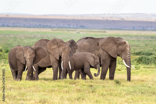 Family group of elephants in Amboseli