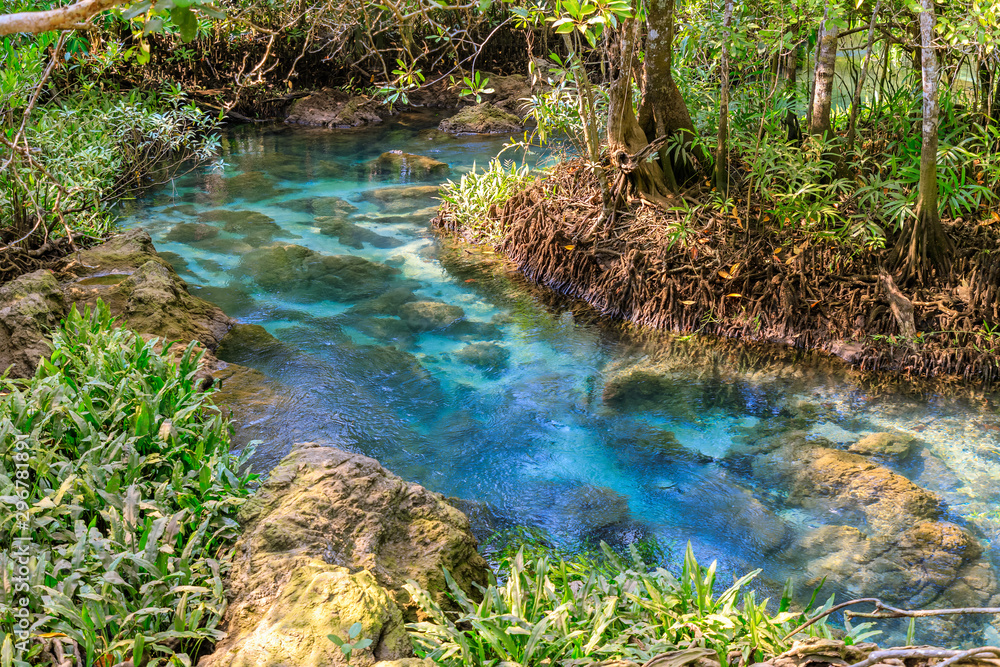 Mangrove and crystal clear water stream canal at Tha Pom Klong Song Nam mangrove wetland, Krabi, Thailand Mangrove and crystal clear water stream canal at Tha Pom Klong Song Nam mangrove wetland, Krabi, Thailand