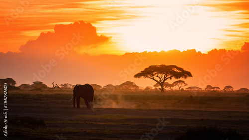 Lone elephant walking through Amboseli at sunset © Rixie