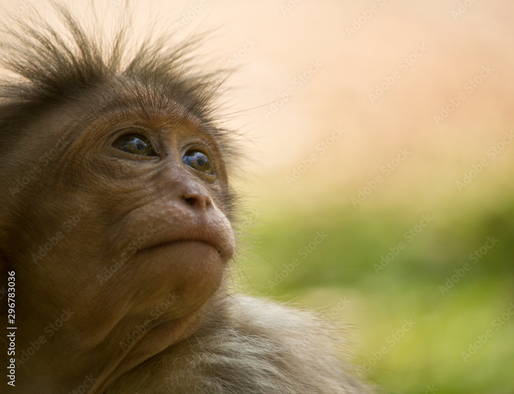 Obraz premium Looking monkey 
