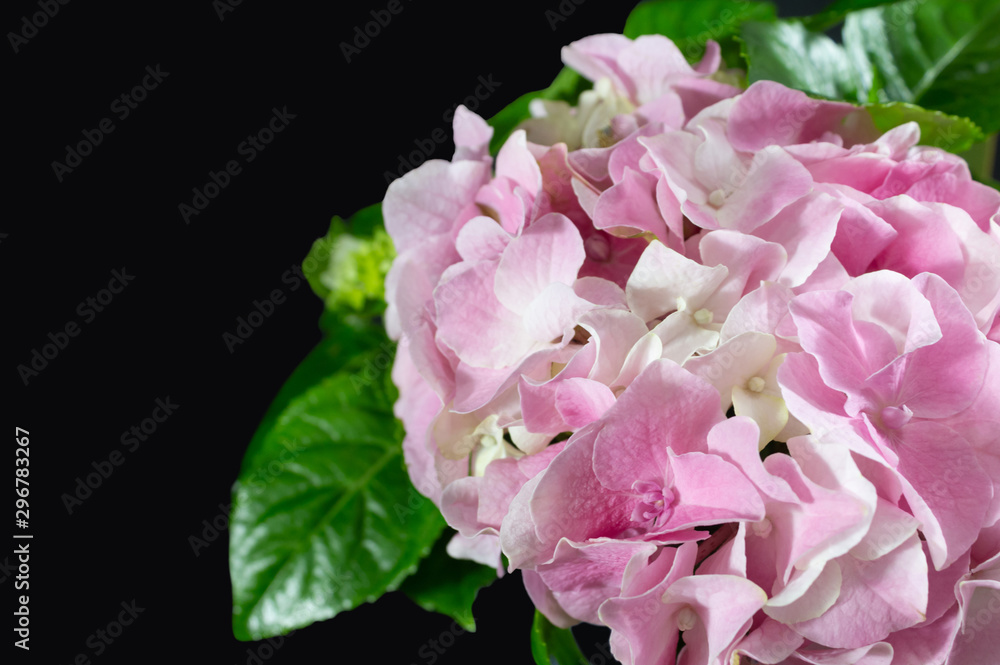 Pink and white hydrangea with leaves on black background. Top view and copy space. Pink and white hydrangea with leaves on black background. Top view and copy space.