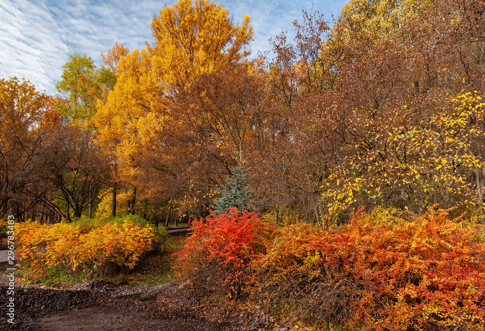 Bushes and trees brightly colored in different colors in the park on a sunny autumn evening