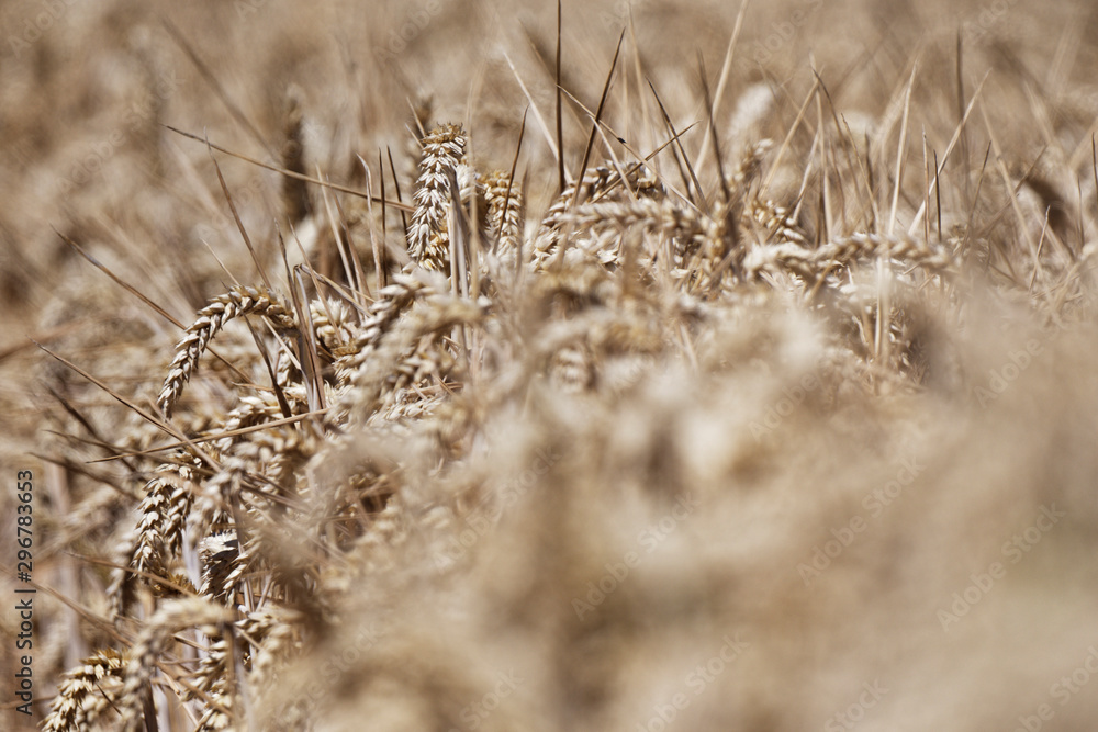 Fototapeta premium Weizen