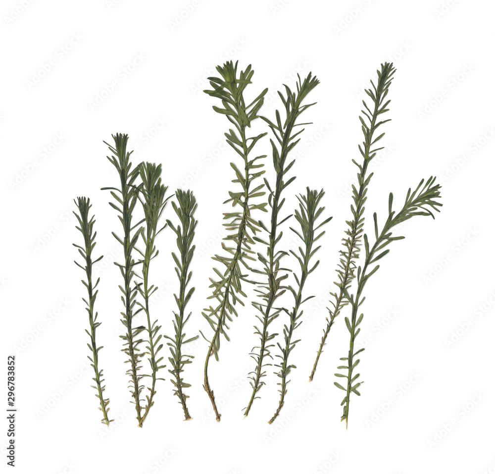 Fototapeta premium Herbarium. Dried herbs. Composition of the grass on a white background. 