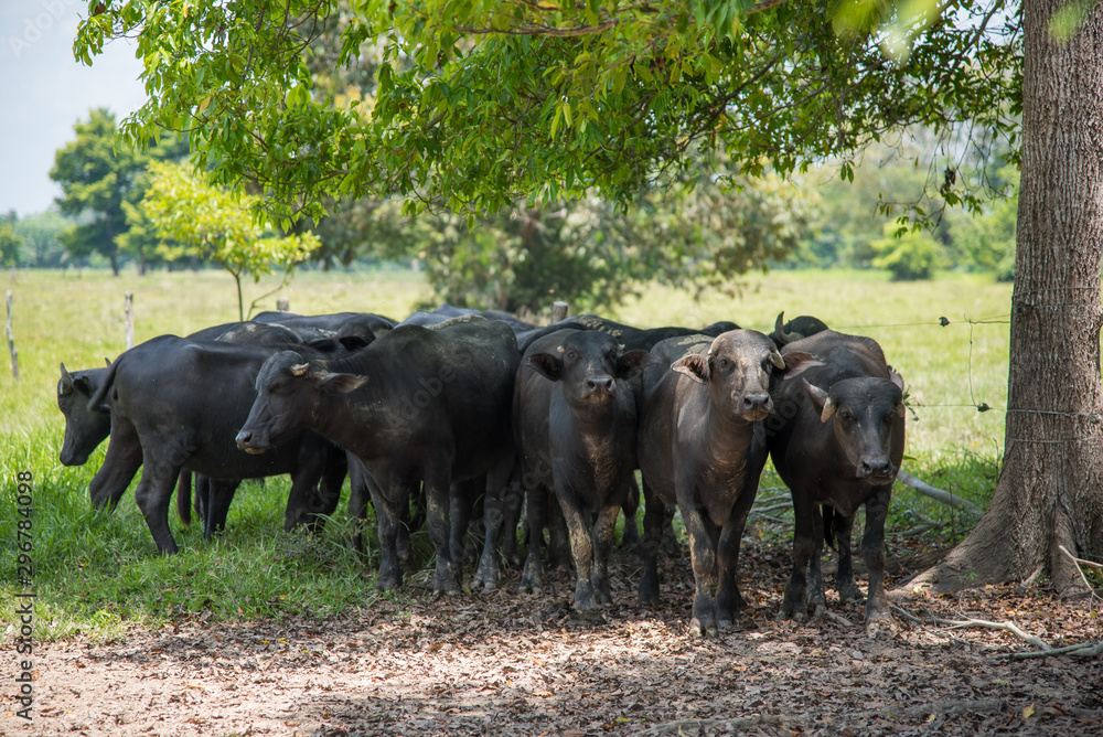 Raise in a domestic buffalo farm for milk and meat production. Colombia