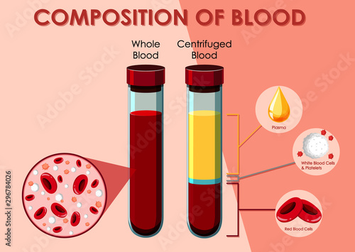 Diagram showing composition of blood