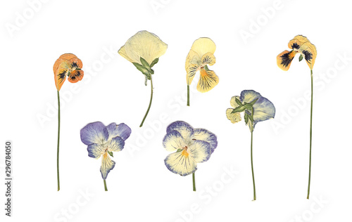 Fototapeta Naklejka Na Ścianę i Meble -  Pressed and dried meadow flowers. Scanned image. Vintage herbarium. Composition of the white, orange and blue flowers on a white background.