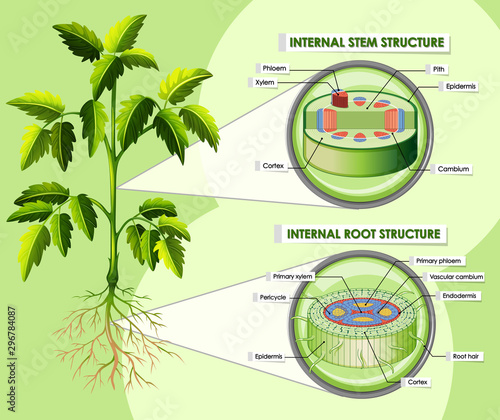 Diagram showing internal stem structure