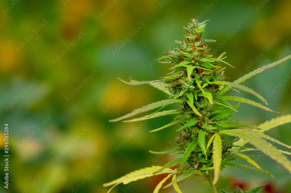 photos of marijuana cones with leaves covered with trichomes. Beautiful Wild Cannabis Buds photos of marijuana cones with leaves covered with trichomes. Beautiful Wild Cannabis Buds