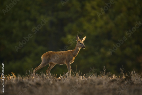 Fototapeta Naklejka Na Ścianę i Meble -  Deer in constant motion, searching the field for food