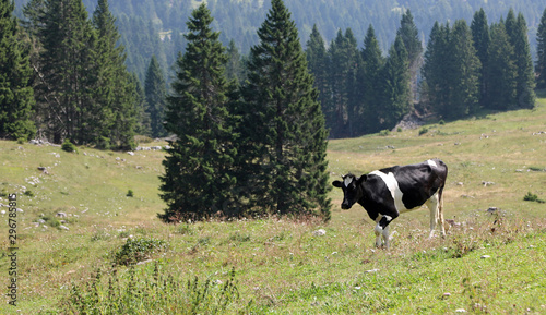 black and white cow grazing in the meadow