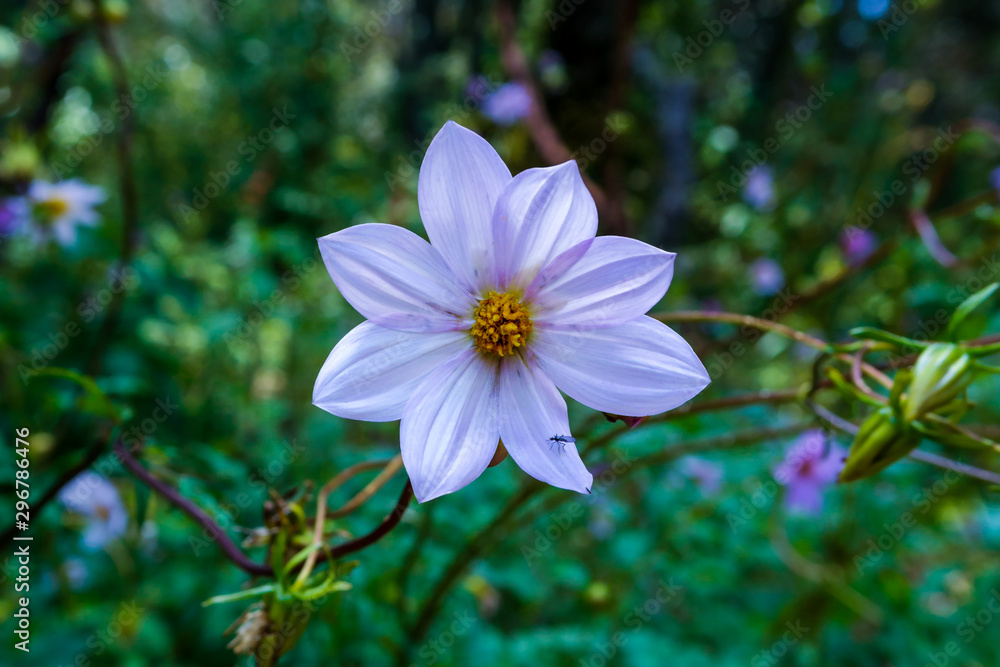 Fototapeta premium flowers and nature