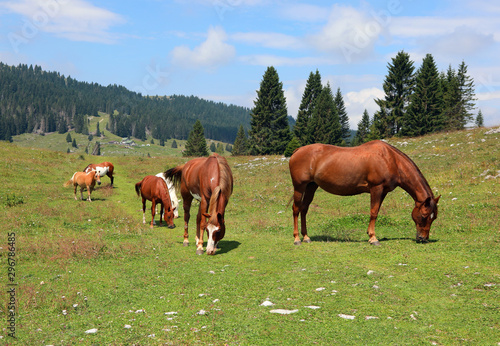 family of free wild horses in mountain