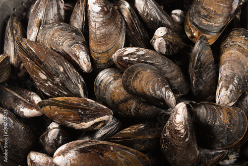 Frische Muscheln für eine schmackhafte Muschelsuppe photo