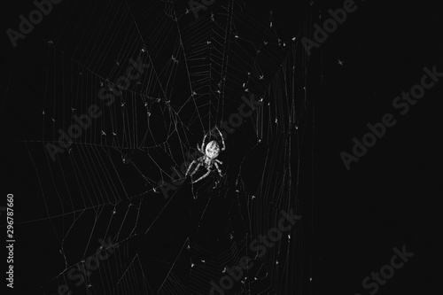 The spider sits in the web at night. Dark background big brown spider on the web. Araneus is a genus of common orb-weaving spiders. European garden spider.