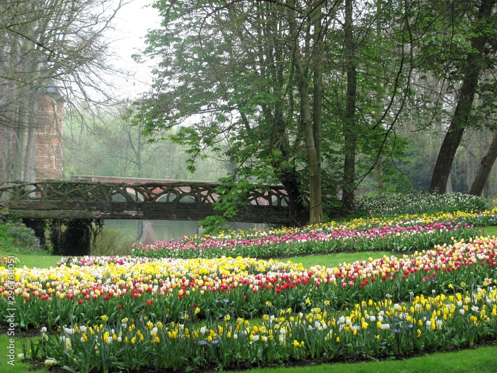 Beautiful Tulips garden and old bridge.