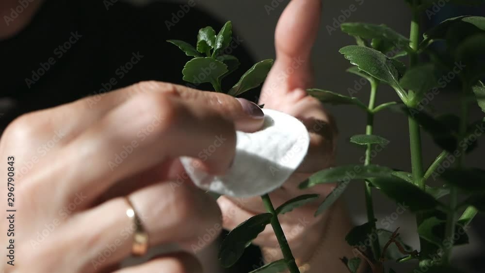 Female hands taking care of plants at her home, wiping the dust from flower Female hands taking care of plants at her home, wiping the dust from flower