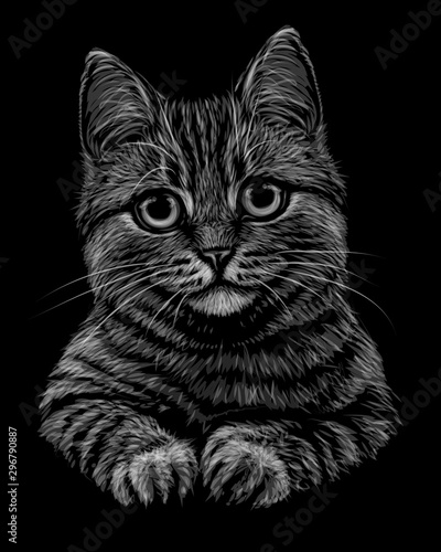 Cat. Black and white, monochrome, hand-drawn, multicolored portrait of a cat looking forward on a black background.