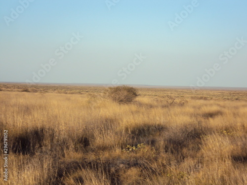 Bush Landscape at Cardabia Homestead