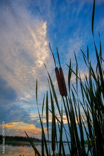 Cattails in Silhouette