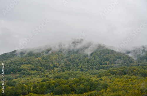 landsca pe with fog over the forest