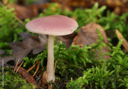 A pretty Rosy Bonnet fungus, Mycena-rosea, growing through the leaf litter and moss on the forest floor in the UK.