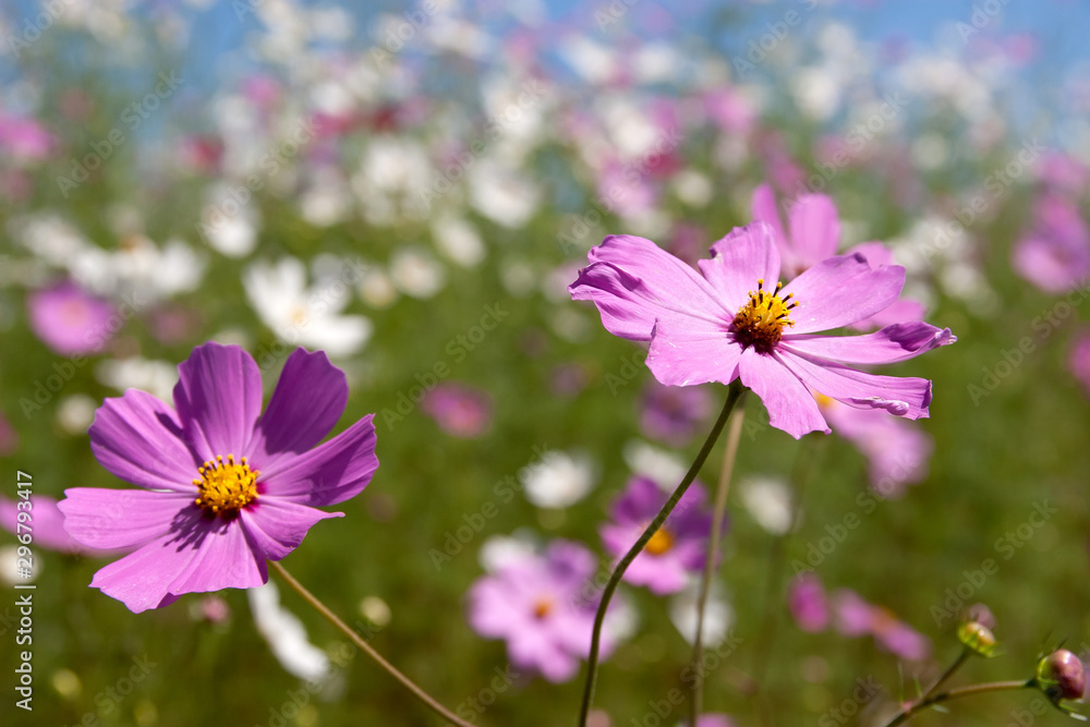 Fototapeta premium Purple flowers in sunlight